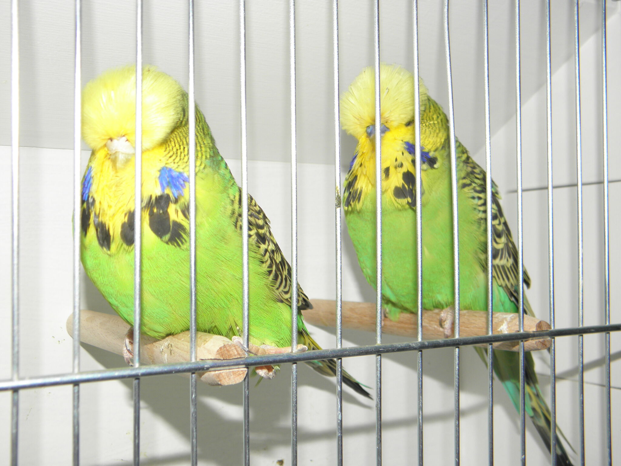 P1010059.jpg