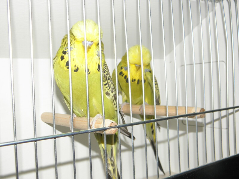 P1010071